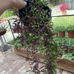 Ruby Necklace  succulent Plant 