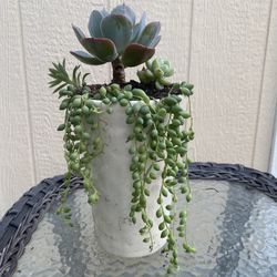 Beautiful Large Hanging Succulents 