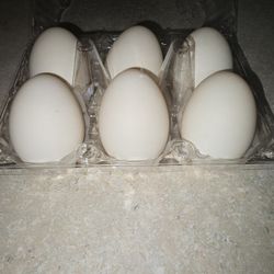 Duck Eggs