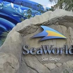 Sand Diego Seaworld 1 Day Pass 