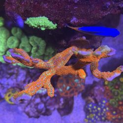 Fake Orange/green Coral