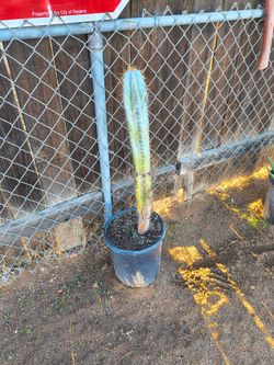 Cactus blue torch