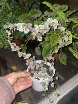 Variegated String Of Heart, 95820