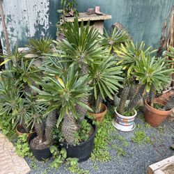 Exotic Plants For Sale All Shapes And Sizes 