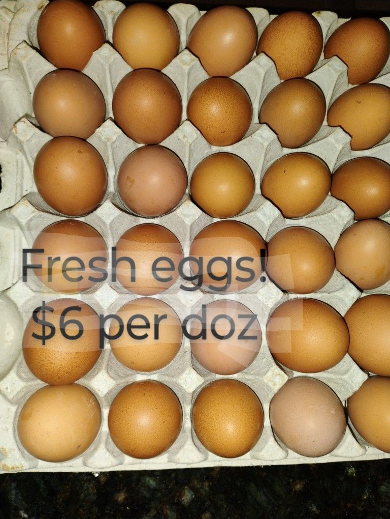 FRESH EGGS $6 per Doz