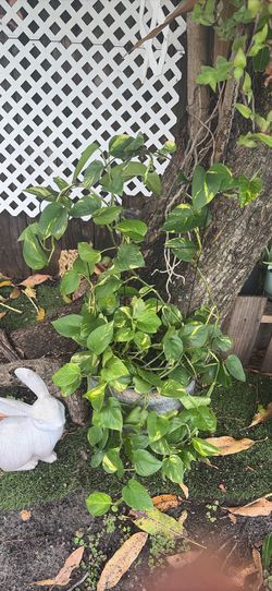Potho plant