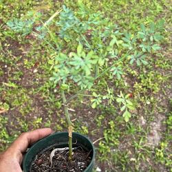 Rue plant ruda herb live