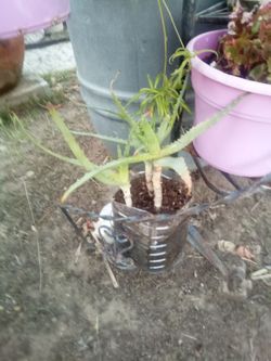 Aloe Vera Plant – Easy Care, Fast Growing
Planta Aloe Vera – Fácil Cuidado y Crecimiento Rápido.