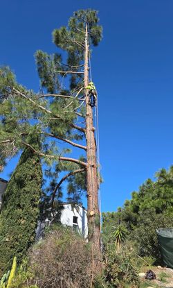 Cheap tree guys
