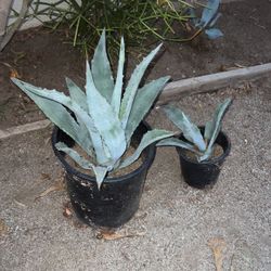 Plants