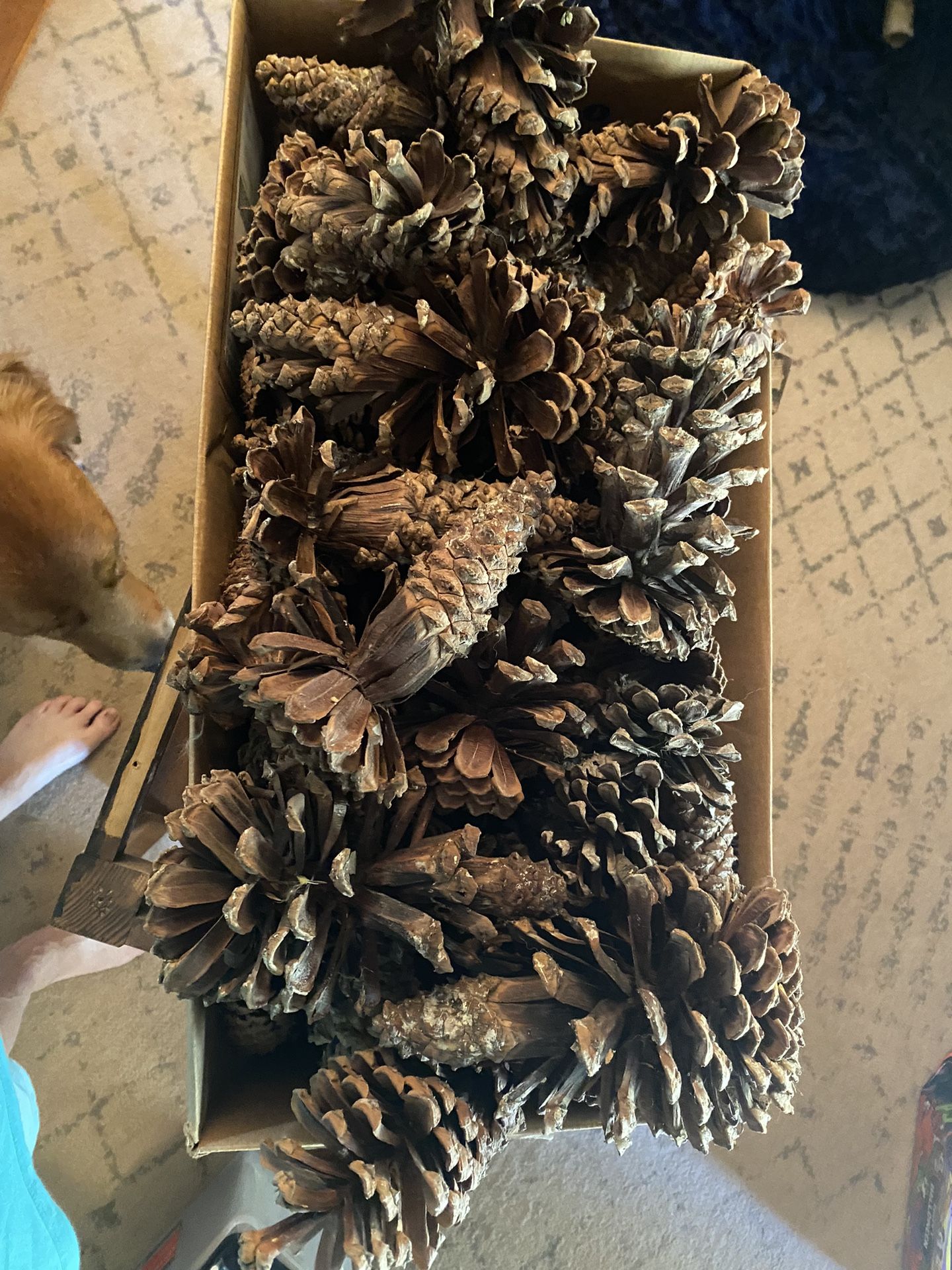 NC Large 7-9” Imperfect Pine cones