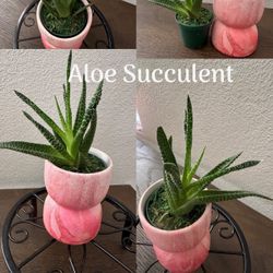 Plant - Aloe Succulent - Not Artificial