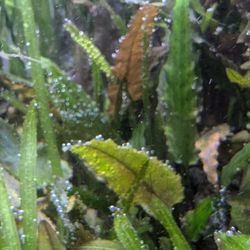 Cryptocoryne Wentii $5 Each