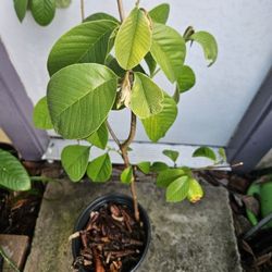 Cherimoya Tree