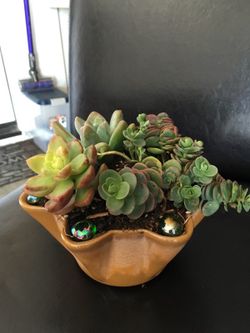 Real live succulents