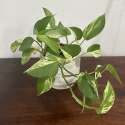 Pothos Plant With Planter