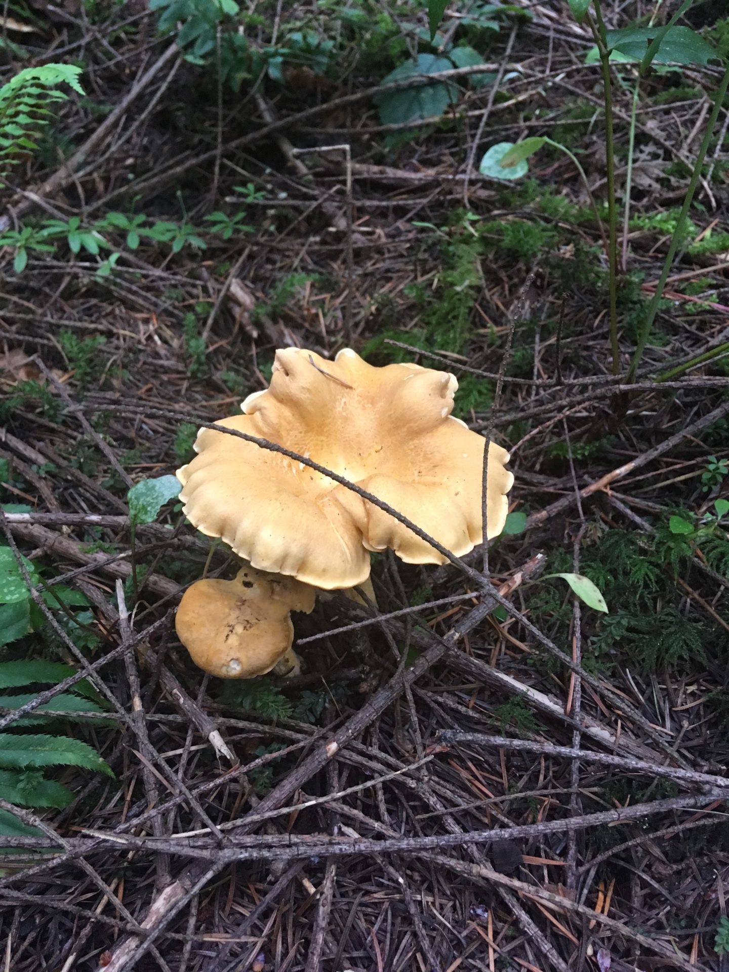 Chanterelles for Sale in Seattle, WA OfferUp