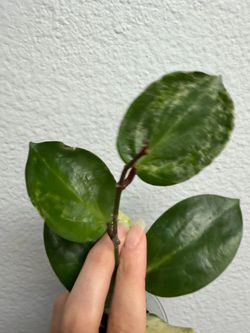Hoya crocodile cutting