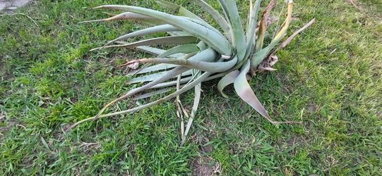 Very Healthy Aloe Vera (Trimmed Today)