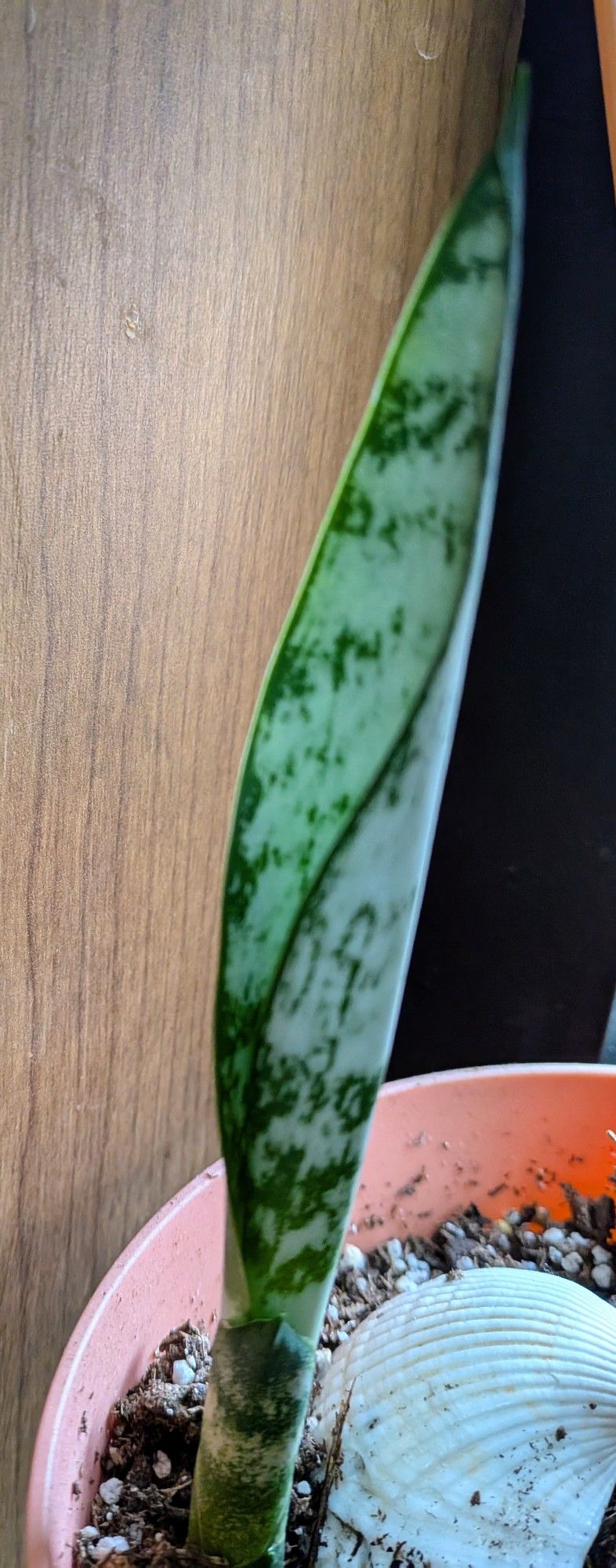 Snake Plants