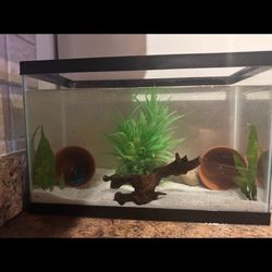 10 Gallon Tank 