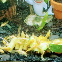Cleaners For Aquariums 