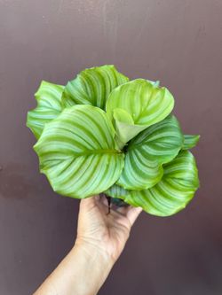 4” calathea orbifolia