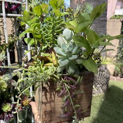Beautiful Succulent Box 
