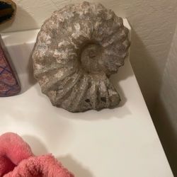 Ammonite Fossil