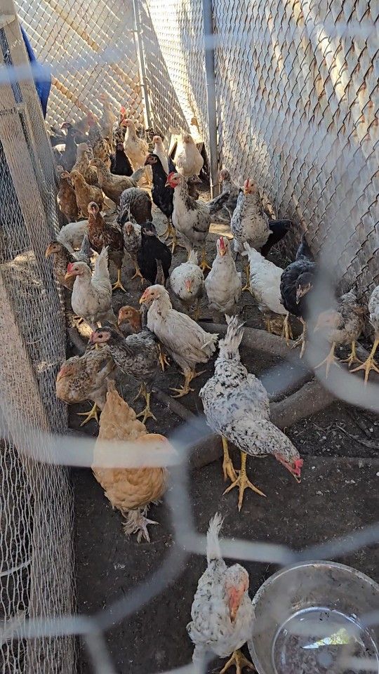 Assorted Roos And Hens For Yard Decoration ;)