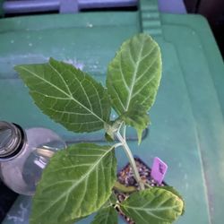 Luna Salvia Divinorum Plant - Sage of the Diviners  - Yerba de la pastora - Hierba de los dioses - ska maria planta aztec azteca maya oaxaca