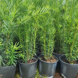 Spectacular Podocarpus Plants For Privacy!!! 3 Feet Tall! 