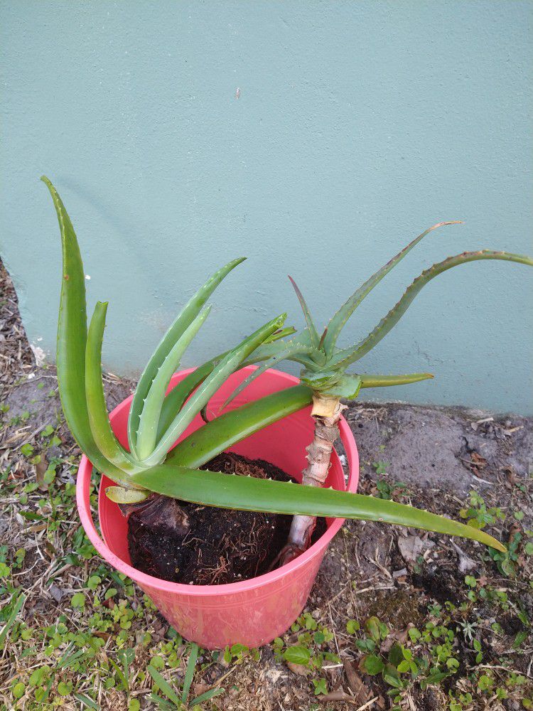 Two Aloe Plants