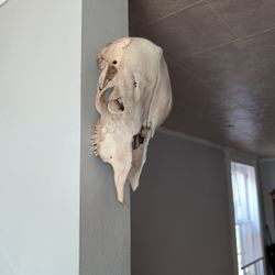 Cow/Calf Skull 
