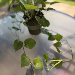 Giant Pothos Plant Climber