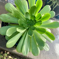 Huge Succulent