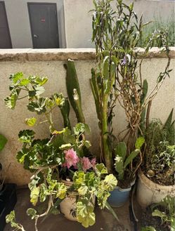 Plants