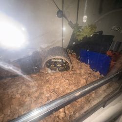 snake habitat 
