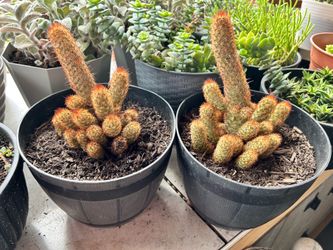 Cactus plants