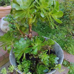 topiary succulent