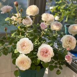 English Roses live plant 2 gallons DA “Keira”