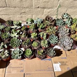 Multiple Beautiful Succulent Plants (Various Sizes)