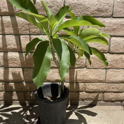 Plumeria