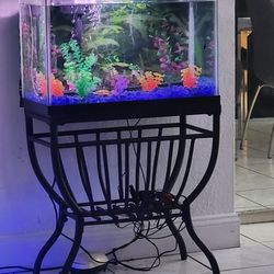 Fish Tank 