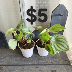 Peperomia Watermelon Plants 
