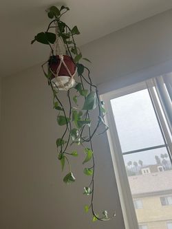 Pothos Plant