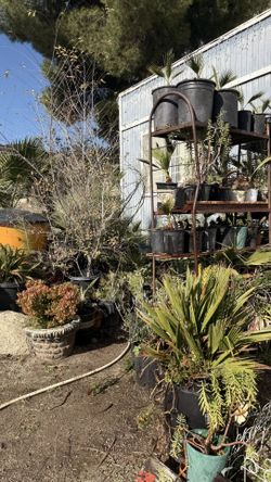 Plants