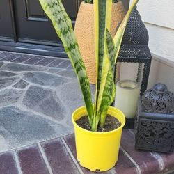 Snake Plant