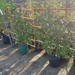 Small Trellis