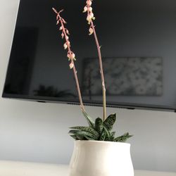 Blooming Succulent (real)